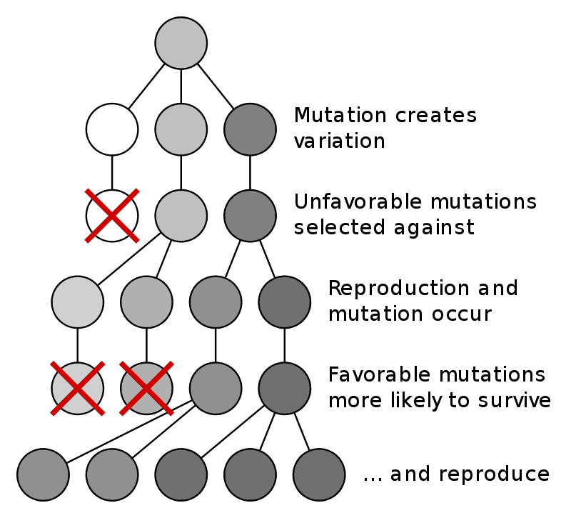 800px-Mutation_and_selection_diagram.svg.png