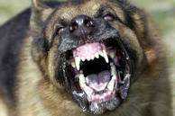 angry dog.jpg