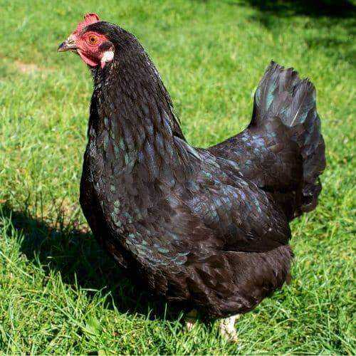 Black-Australorp-Chickens-1.jpg