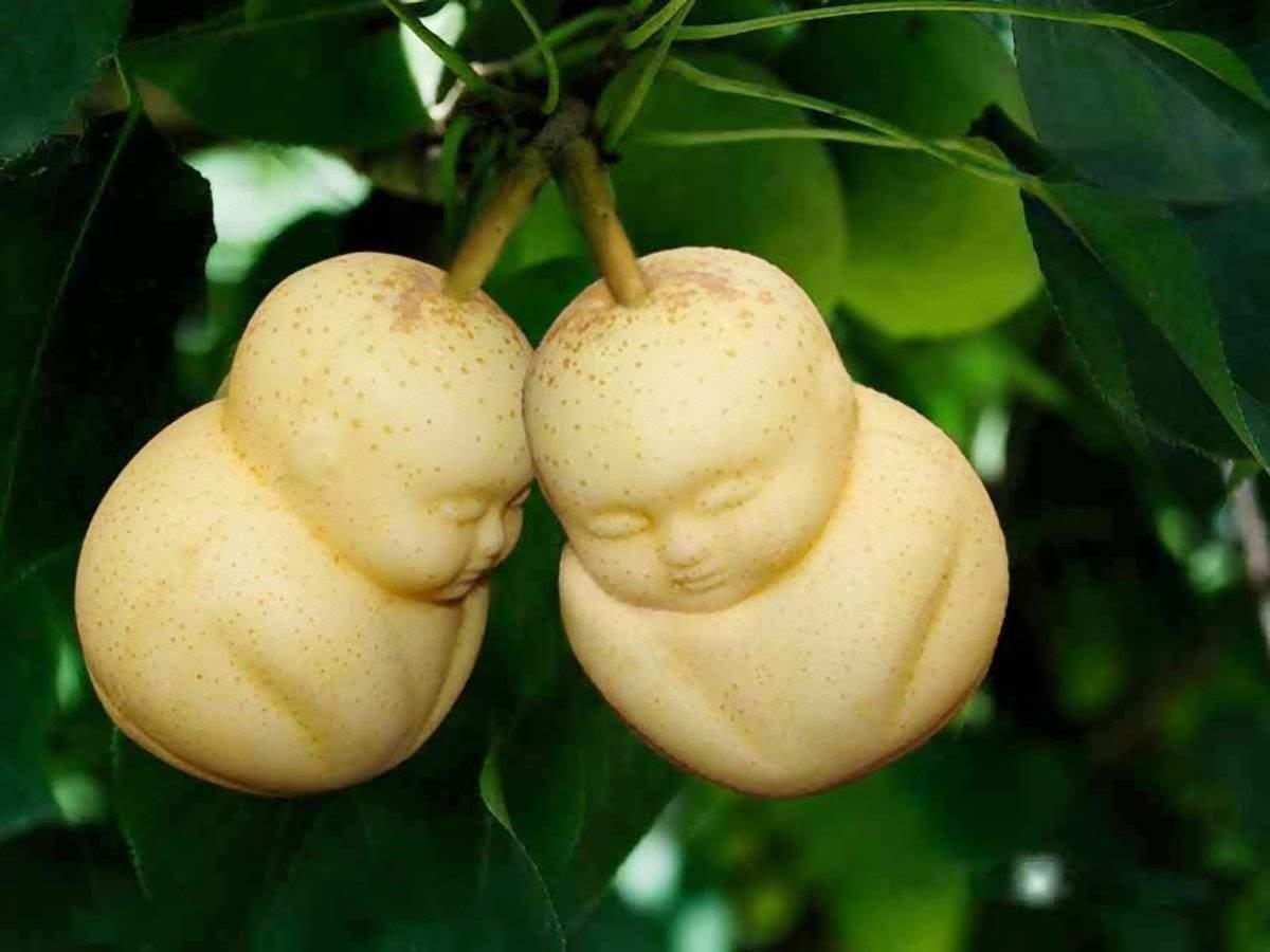 buddha-pear-fruit-mold-0919-1200x900.jpg