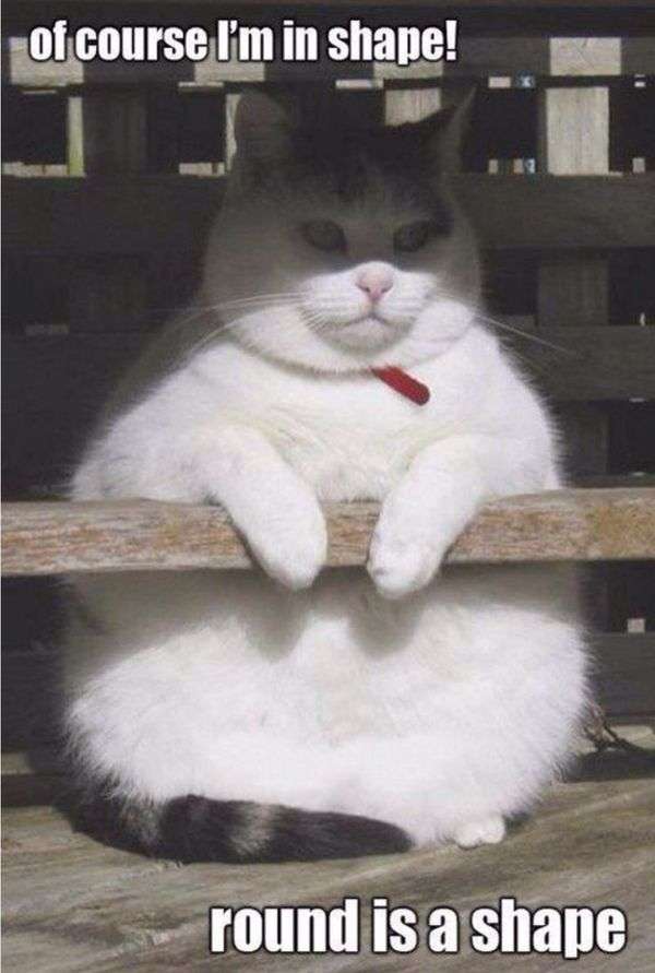 cute-fat-cat-meme-2.jpg