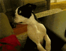 funny-gifs-dogs.gif
