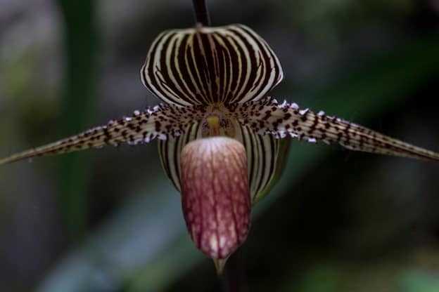 Gold-of-Kinabalu-Orchid.jpg