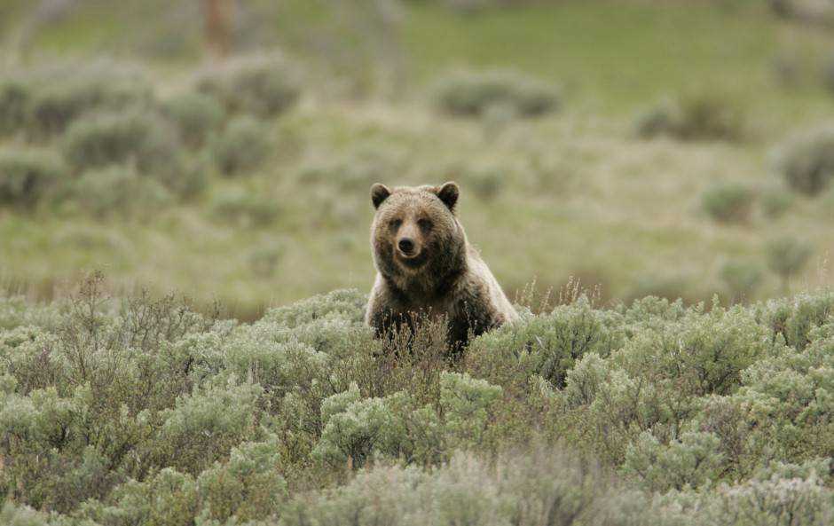 grizzly-bear-940x593.jpg