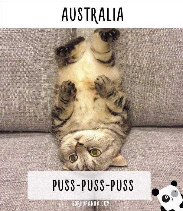 how-people-call-cats-in-australia.jpg