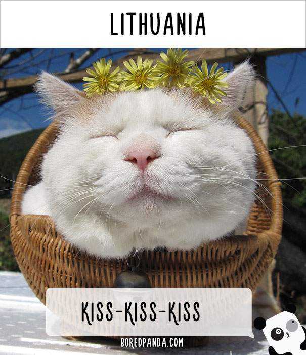 how-people-call-cats-in-different-countries-lithuania.jpg