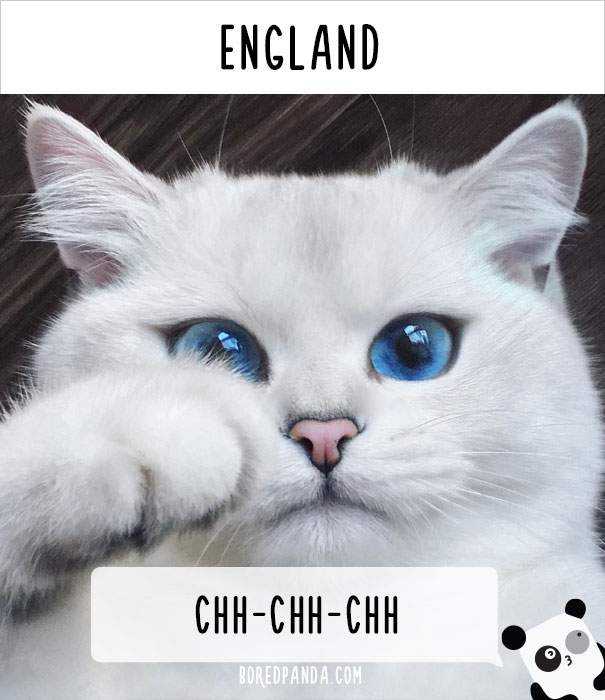 how-people-call-cats-in-england.jpg