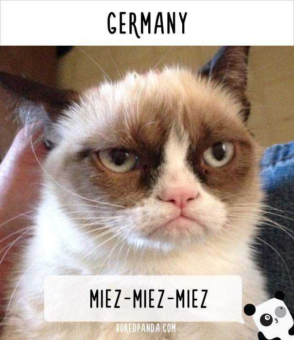 how-people-call-cats-in-germany.jpg