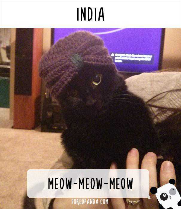 how-people-call-cats-in-india.jpg