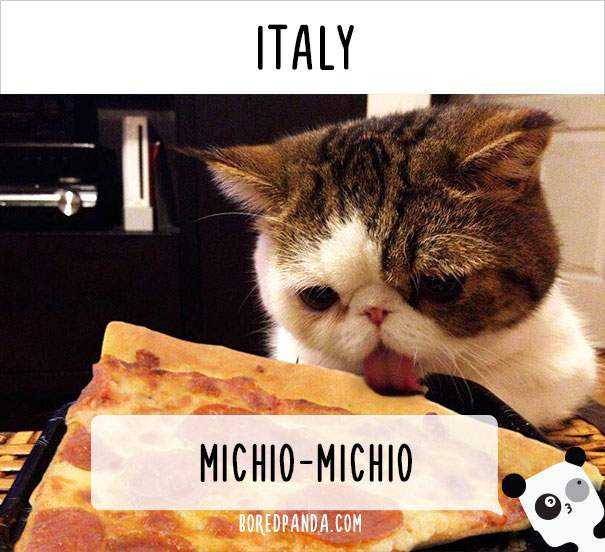how-people-call-cats-in-italy.jpg