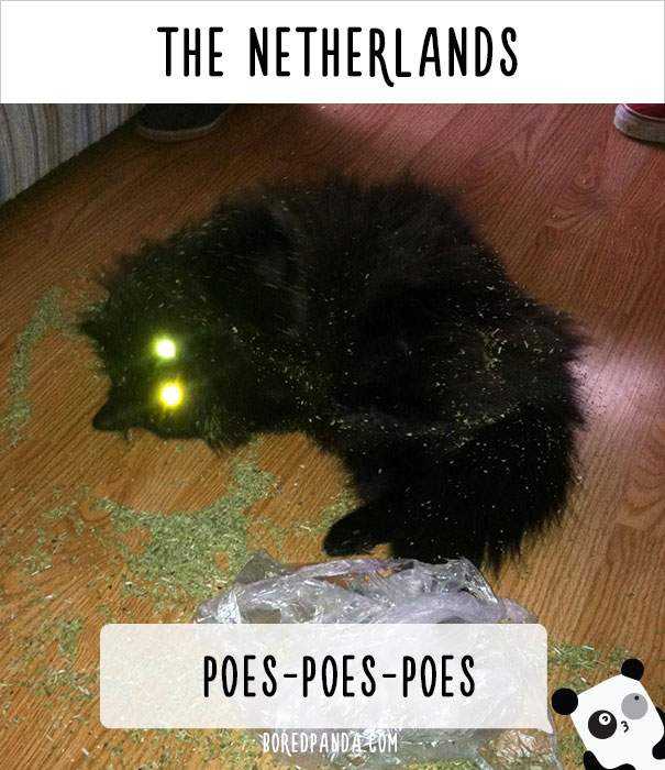 how-people-call-cats-in-netherlands.jpg