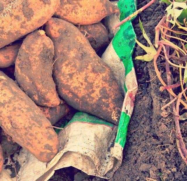 How-Sweet-Potatoes-Saved-Japan-640x620.jpg