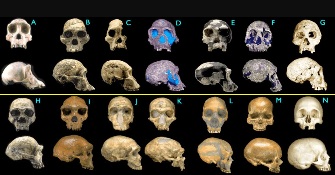 Human Skulls in Evolution Evidence.png