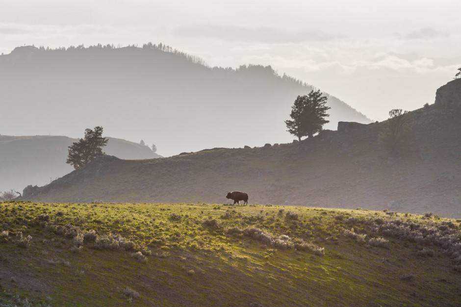 lone-bison-940x626.jpg