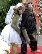 monkey-marriage.jpg
