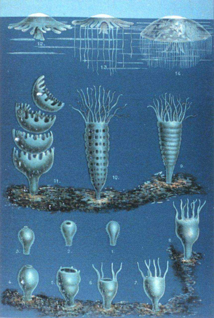 p-meduse-jellyfish-phases.jpg.860x0_q70_crop-smart.jpg