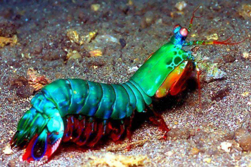 Peacock-Mantis-Shrimp__880.jpeg
