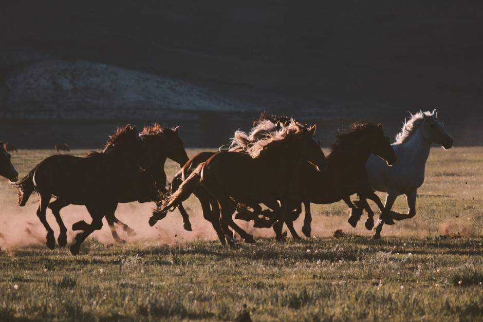 ranch-horses-wyoming-940x627.jpg