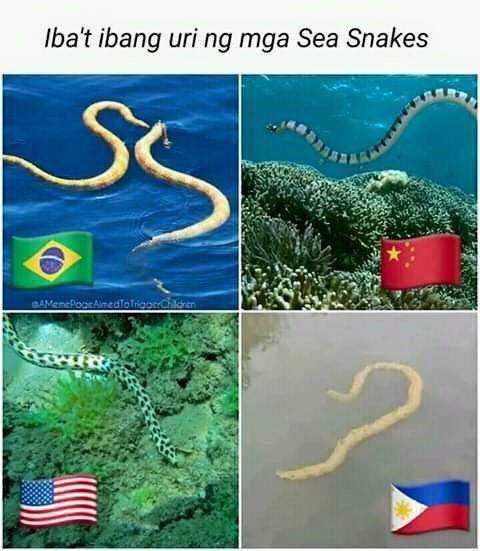 sea snake.jpg