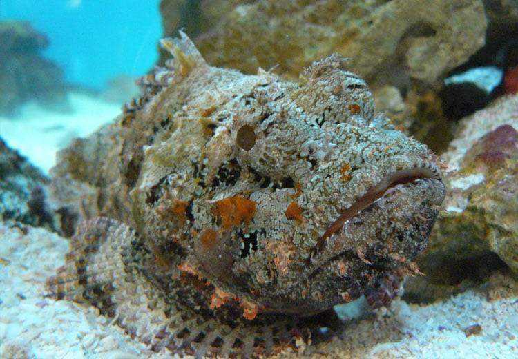 Stonefish-in-camouflage.jpg