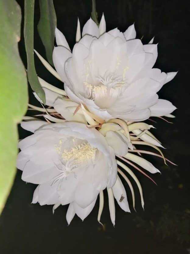 The-Kadupul-Flower.jpg