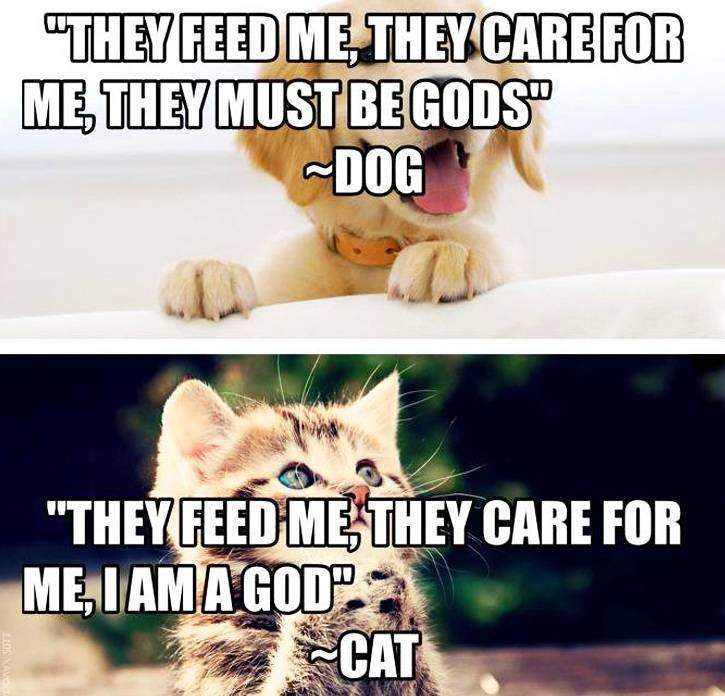 they-feed-me-they-care-for-me-they-must-be-gods-dog-i-am-a-god-cat.jpg