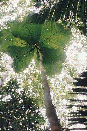 tree-human-sized-leaves-amazon-21057528266461360208.jpg