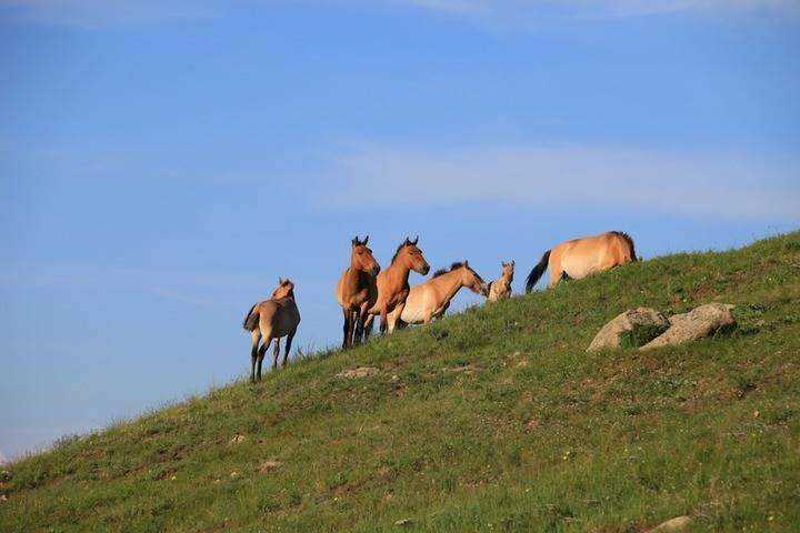 wild-horses-mongolia_06.jpg