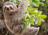 Sloth.png