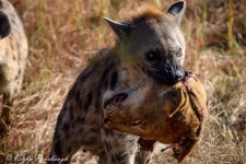 lion-head-hyena.jpg