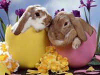 Bunny+Eggs.jpg