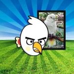 philippine-cockatoo-pinoy-angry-birds.jpg