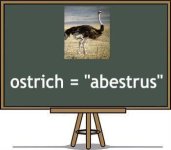 filipino-translation-of-ostrich.jpg