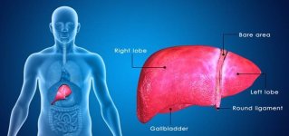 How-To-Keep-Your-Liver-Healthy.jpg