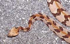 Rattlesnake-Tom-Spinker-Flickr.jpg