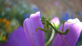 Flower-Mantis.jpg