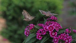 Hummingbird-Moth.jpg