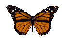 brown-butterfly-animated.gif