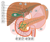 279px-Biliary_system_multilingual.svg.png