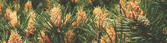 pine-pollen.jpg