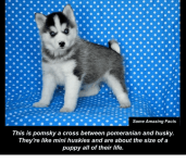 -this-is-pomsky-a-cross-between-pomeranian-3971461.png