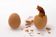 Egg-Chicken-In-Egg-Chicken-Or-Egg.jpg.653x0_q80_crop-smart.jpg