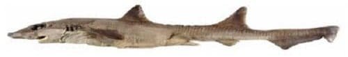 Gollum-suluensis-shark.jpg