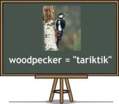 filipino-translation-of-woodpecker.jpg