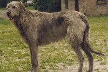 Irish-Wolfhound.jpg