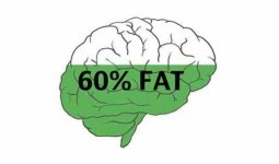 brain-is-the-fattest-organ-in-the-human-body.jpg