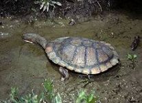 CSIRO_ScienceImage_7775_Eastern_Snakenecked_Turtle.jpg