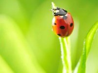 03-ladybug-scary-adorable-animals-sl.jpg