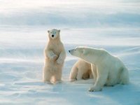 05-polar-bear-scary-adorable-animals-sl.jpg