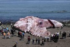 Giant-Squid-Found-In-California.jpg